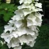 Oakleaf Hydrangea - 1 Gallon Pot