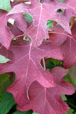 Oakleaf Hydrangea - 3 Gallon Pot -Wilson Bros Gardens Shop hydrangea oakleaf fall color