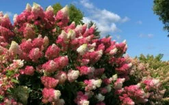 Berry White Panicle Hydrangea - 3 Gallon Pot -Wilson Bros Gardens Shop hydrangea paniculata berry white 4