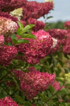 Berry White Panicle Hydrangea - 3 Gallon Pot -Wilson Bros Gardens Shop hydrangea paniculata berry white 5