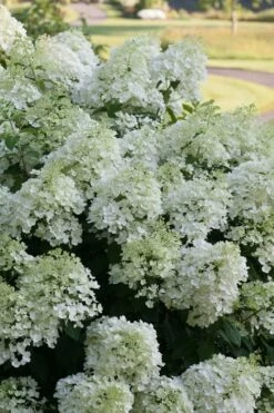 Bobo Hydrangea - 3 Gallon Pot -Wilson Bros Gardens Shop hydrangea paniculata bobo 3