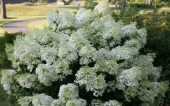 Bobo Hydrangea - 3 Gallon Pot -Wilson Bros Gardens Shop hydrangea paniculata bobo 4