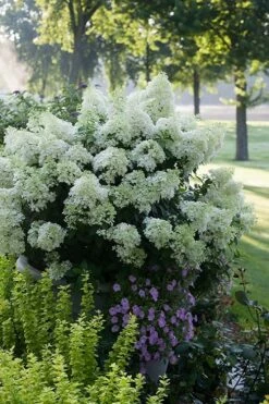 Bobo Hydrangea - 3 Gallon Pot -Wilson Bros Gardens Shop hydrangea paniculata bobo 5
