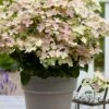 Early Evolution Hydrangea - 1 Gallon Pot