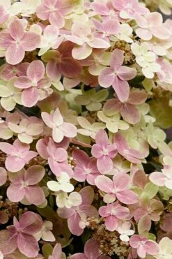 Early Evolution Hydrangea - 1 Gallon Pot -Wilson Bros Gardens Shop hydrangea paniculata early evolution 3