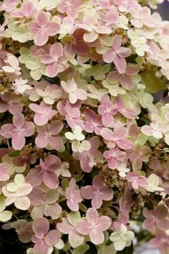 Early Evolution Hydrangea - 1 Gallon Pot -Wilson Bros Gardens Shop hydrangea paniculata early evolution 4