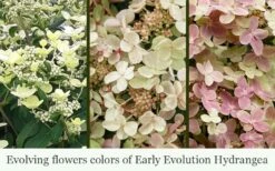 Early Evolution Hydrangea - 1 Gallon Pot -Wilson Bros Gardens Shop hydrangea paniculata early evolution 5