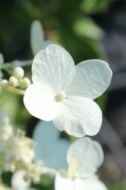 Kyushu Hydrangea - 3 Gallon Pot -Wilson Bros Gardens Shop hydrangea paniculata kyushu 23