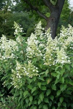 Kyushu Hydrangea - 3 Gallon Pot -Wilson Bros Gardens Shop hydrangea paniculata kyushu 5