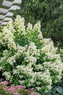 Kyushu Hydrangea - 3 Gallon Pot -Wilson Bros Gardens Shop hydrangea paniculata kyushu 7