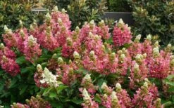 Flare Hydrangea - 3 Gallon Pot -Wilson Bros Gardens Shop hydrangea paniculata lava lamp flare 11