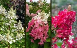 Flare Hydrangea - 3 Gallon Pot -Wilson Bros Gardens Shop hydrangea paniculata lava lamp flare 16