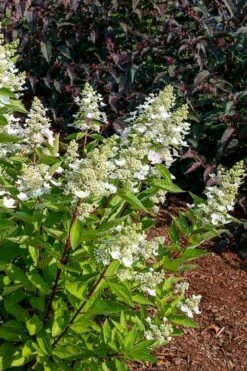 Flare Hydrangea - 3 Gallon Pot -Wilson Bros Gardens Shop hydrangea paniculata lava lamp flare 17
