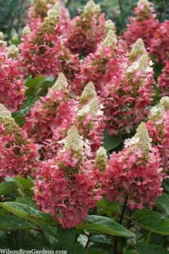 Flare Hydrangea - 3 Gallon Pot -Wilson Bros Gardens Shop hydrangea paniculata lava lamp flare 3