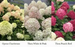 Little Lime Punch Hydrangea - 3 Gallon Pot -Wilson Bros Gardens Shop hydrangea paniculata little lime punch 3