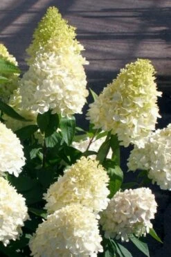 Sweet Summer Panicle Hydrangea - 3 Gallon Pot -Wilson Bros Gardens Shop hydrangea paniculata sweet summer 2