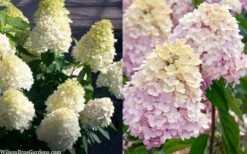 Sweet Summer Panicle Hydrangea - 3 Gallon Pot -Wilson Bros Gardens Shop hydrangea paniculata sweet summer 7