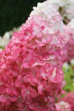 Vanilla Strawberry Hydrangea - 3 Gallon Pot -Wilson Bros Gardens Shop hydrangea paniculata vanilla strawberry 20