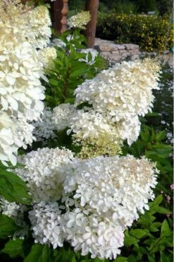 Phantom Hydrangea - 1 Gallon Pot -Wilson Bros Gardens Shop hydrangea phantom 500x750 3