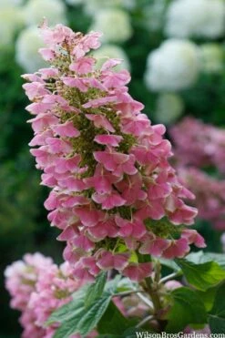 Gatsby Pink Oakleaf Hydrangea - 3 Gallon Pot -Wilson Bros Gardens Shop hydrangea quercifolia gatsby pink 7