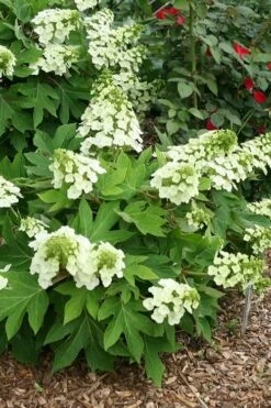 Pee Wee Dwarf Oakleaf Hydrangea - 2 Gallon Pot -Wilson Bros Gardens Shop hydrangea quercifolia pee wee oakleaf 1 2