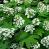 Pee Wee Dwarf Oakleaf Hydrangea - 3 Gallon Pot