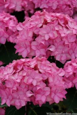 Let's Dance 'Can Do' Hydrangea - 2 Gallon Pot -Wilson Bros Gardens Shop hydrangea serrata lets dance can do 2 1