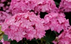 Let's Dance 'Can Do' Hydrangea - 2 Gallon Pot -Wilson Bros Gardens Shop hydrangea serrata lets dance can do 3 1