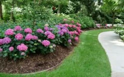 Let's Dance 'Can Do' Hydrangea - 2 Gallon Pot -Wilson Bros Gardens Shop hydrangea serrata lets dance can do 8 1