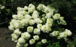 Silver Dollar Hydrangea - 1 Gallon Pot -Wilson Bros Gardens Shop hydrangea silver dollar 2
