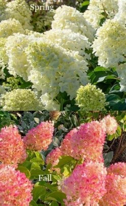 Silver Dollar Hydrangea - 1 Gallon Pot -Wilson Bros Gardens Shop hydrangea silver dollar 4