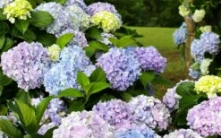 Dear Dolores Hydrangea - 2 Gallon Pot -Wilson Bros Gardens Shop hydrangea20dear20delores 1