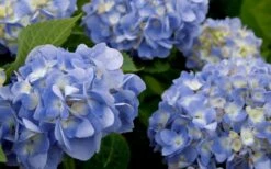 Dear Dolores Hydrangea - 2 Gallon Pot -Wilson Bros Gardens Shop hydrangea20dear20delores202 1