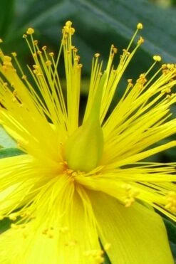 Blue Velvet St. Johns Wort (Hypericum Kalmianum) - 3 Gallon Pot -Wilson Bros Gardens Shop hypericum lamianum blue velvet st johns wort 2