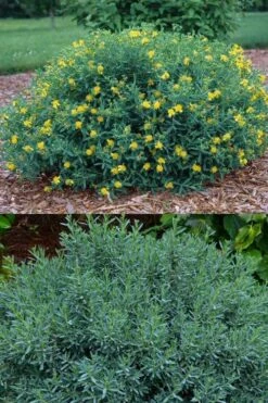 Blue Velvet St. Johns Wort (Hypericum Kalmianum) - 3 Gallon Pot -Wilson Bros Gardens Shop hypericum lamianum blue velvet st johns wort 5