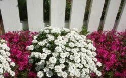 Alexander's White Candy Tuft (Iberis) - 1 Gallon Pot -Wilson Bros Gardens Shop iberis sempervirens alexanders white 3