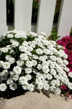 Alexander's White Candy Tuft (Iberis) - 1 Gallon Pot -Wilson Bros Gardens Shop iberis sempervirens alexanders white 4
