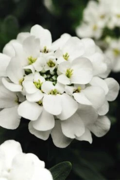 Alexander's White Candy Tuft (Iberis) - 1 Gallon Pot