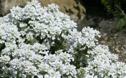 Snow Cone Candytuft (Iberis Sempervirens) - 5 Pack Of Quart Pots -Wilson Bros Gardens Shop iberis sempervirens snow cone candytuft 4