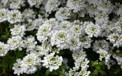 Snowflake Candy Tuft - 1 Gallon Pot -Wilson Bros Gardens Shop iberis sempervirens snowflake candytuft 1 1