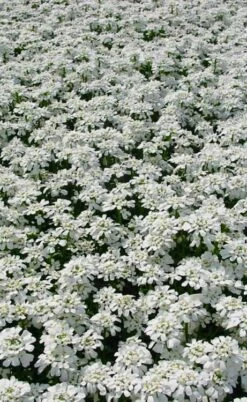 Snowflake Candy Tuft - 1 Gallon Pot -Wilson Bros Gardens Shop iberis sempervirens snowflake candytuft 3 1