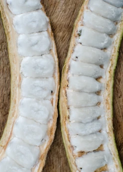 Ice Cream Bean (Inga Edulis)