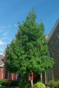 Savannah Holly - 3 Gallon Pot -Wilson Bros Gardens Shop ilex attentuata savannah holly 3 1