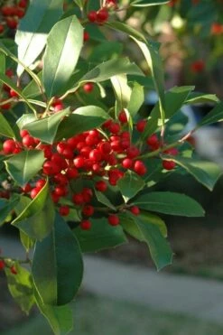 Savannah Holly - 3 Gallon Pot -Wilson Bros Gardens Shop ilex attenuata savannah holly 6 1