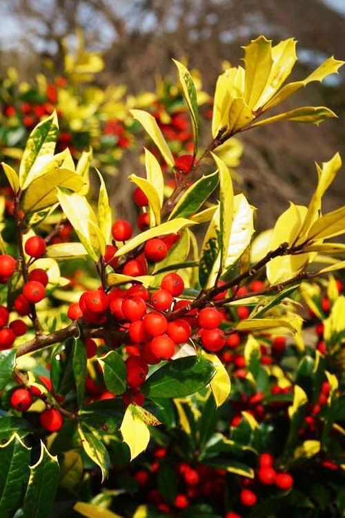 Sunny Foster Holly - 3 Gallon Pot 4 Sunny Foster Holly - 3 Gallon Pot - Image 4