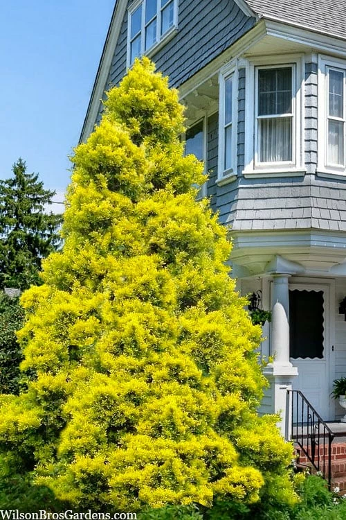 Sunny Foster Holly - 3 Gallon Pot 1 Sunny Foster Holly - 3 Gallon Pot