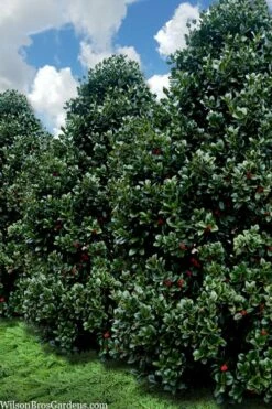 Liberty Holly - 3 Gallon Pot -Wilson Bros Gardens Shop ilex conty liberty holly tree 107