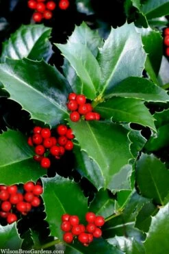 Emily Bruner Pyramidal Holly - 3 Gallon Pot