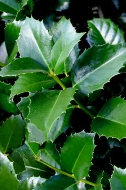 Emily Bruner Pyramidal Holly - 7 Gallon Pot (4-5') -Wilson Bros Gardens Shop ilex emily bruner holly tree 103 2