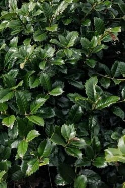 Emily Bruner Pyramidal Holly - 7 Gallon Pot (3-4') -Wilson Bros Gardens Shop ilex emily bruner holly tree 104 1
